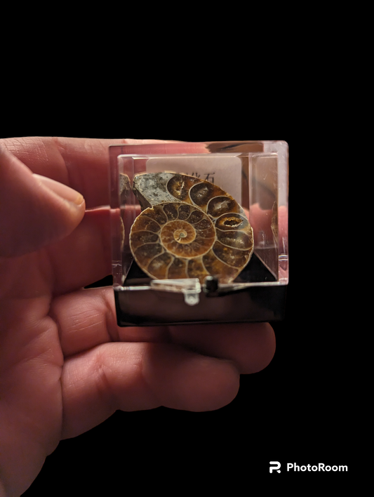 Ammonite